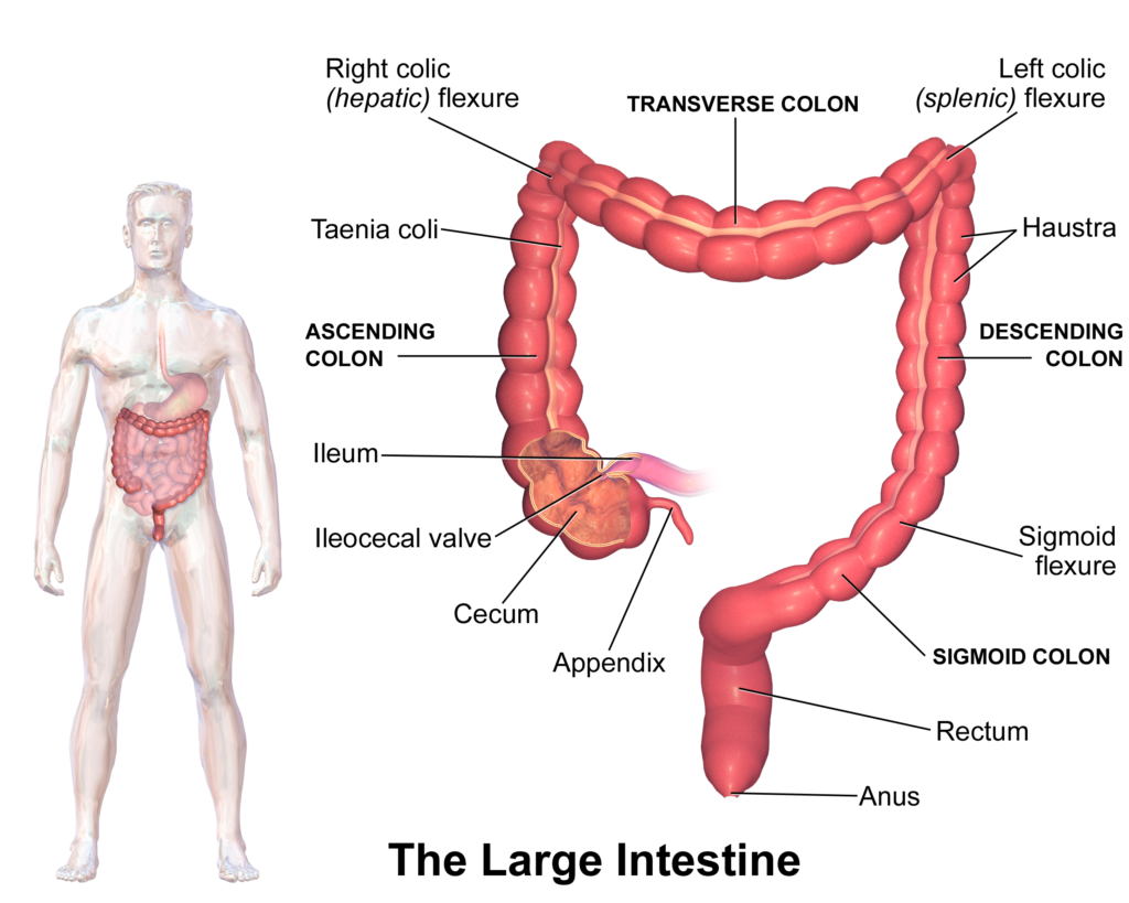 TASK | Large Intestines
