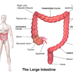 TASK | Large Intestines