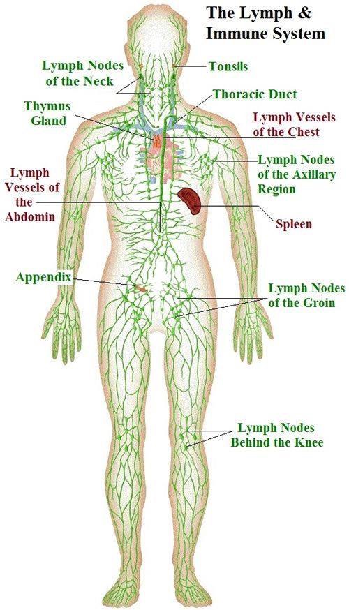 the lymphatic system and immune system