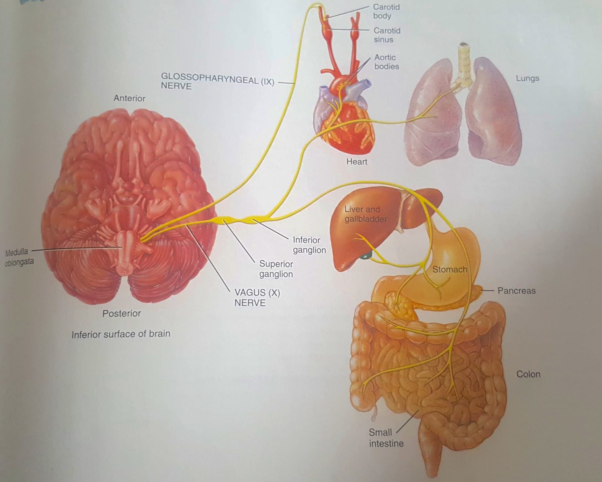 The Vagus Nerve-what is it and why is it important? – The Academy of