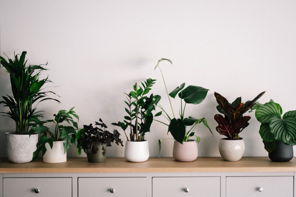 House plants on a side board. Drinking fresh water can help keep mucus membranes hydrated