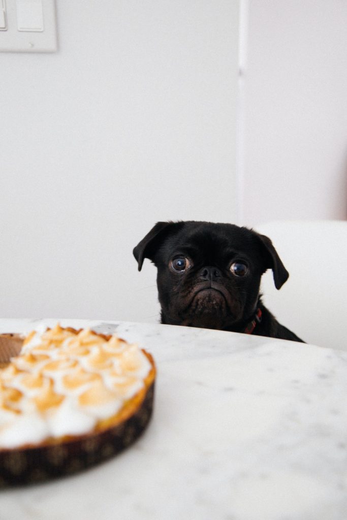 Setting positive intentions. A meringue on a work top and a black pug looking to the side.

