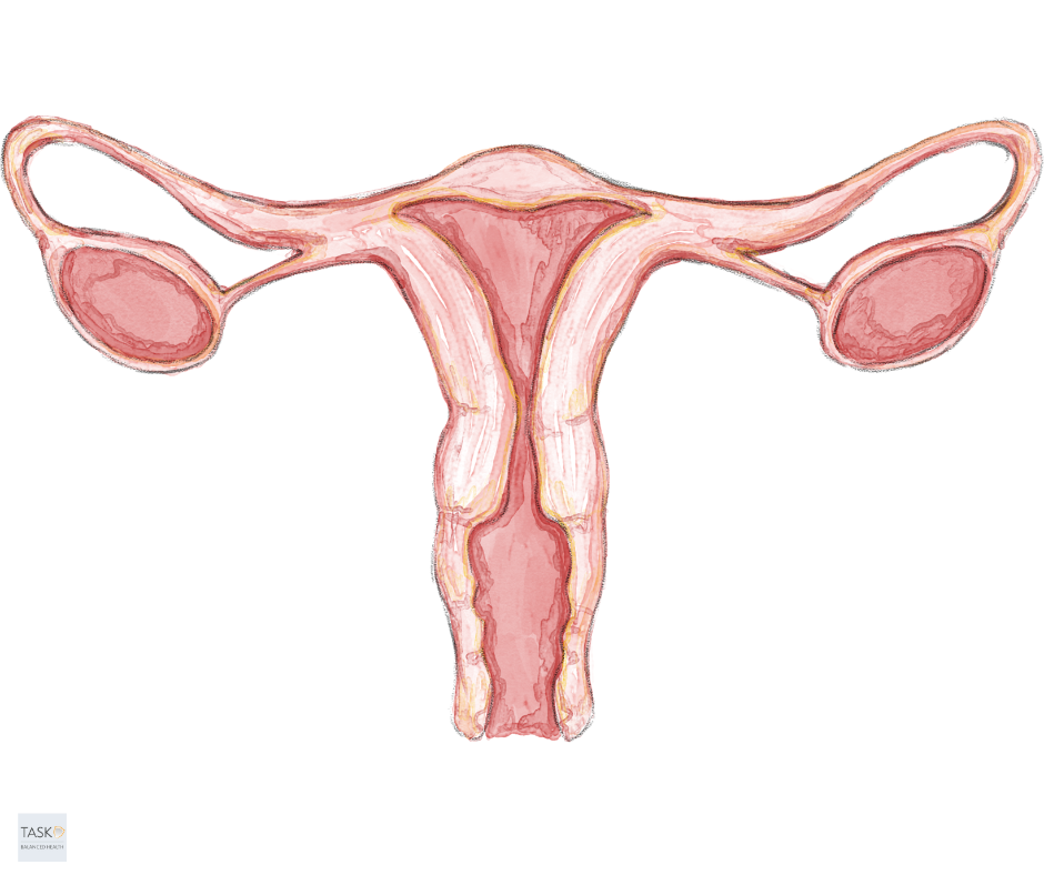 illustration of ovaries-how do the ovaries change during menopause