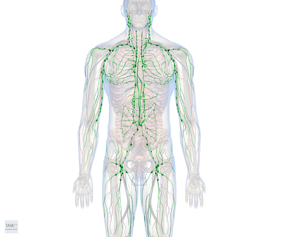 The Power of Skin Brushing: The image shows the lymphatic system on a male skeleton